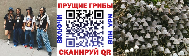 Купить где  Шали  Псилоцибиновые грибы ЛСД 